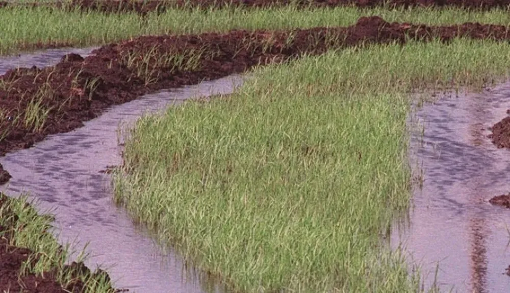 El área de siembra será la menor desde 2008/09