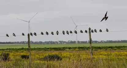 UTE recibió propuestas de 17 parques eólicos para renegociar contratos
