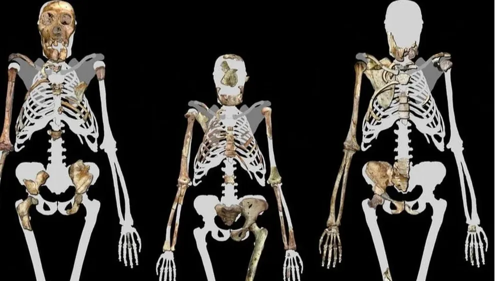 Lucy (en el centro) y dos individuos de la especie Australopithecus sediba, un ancestro de los humanos modernos de hace dos millones de años
