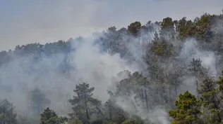 Los incendios forestales en territorio argelino dejan al menos 15 muertos y 26 heridos