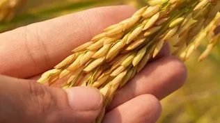 Granos de arroz, un alimento clave en muchas culturas.
