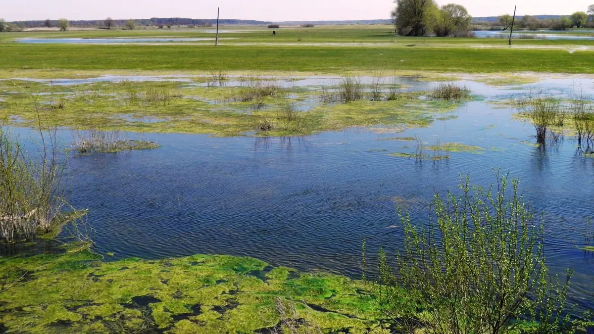 Gobierno enviará al Parlamento un proyecto de ley sobre delitos ambientales: qué incluirá la nueva reglamentación