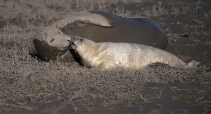 Muerte de animales marinos en península rusa plantea temor de desastre ecológico