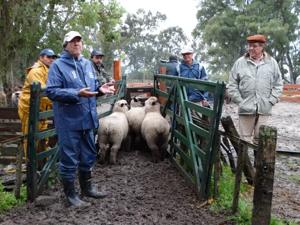 Tares de selección y tatuaje de ovinos Hampshire Down.