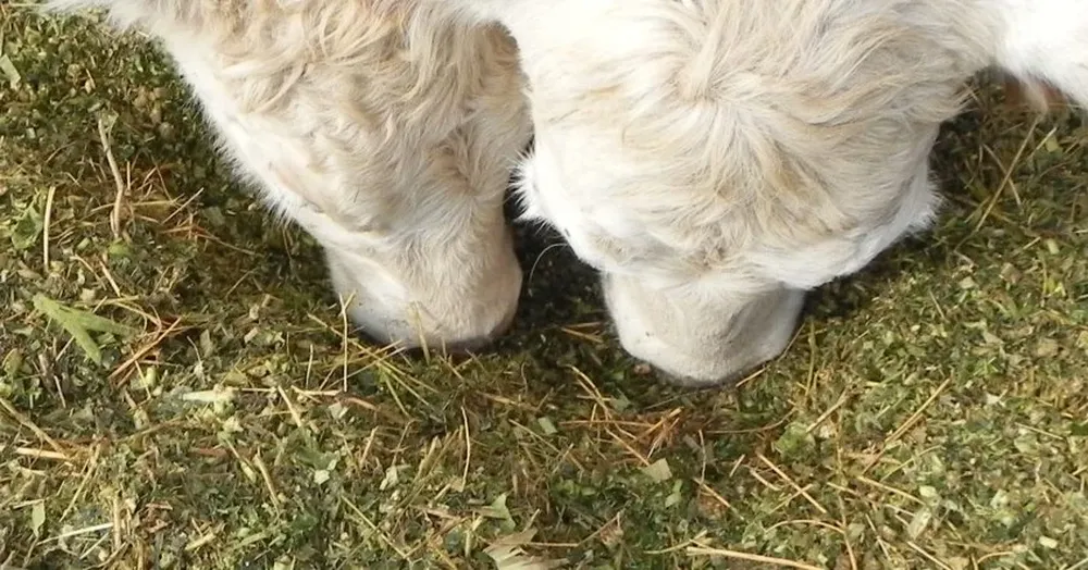 Ayuda adicional del gobierno para los productores ganaderos familiares.