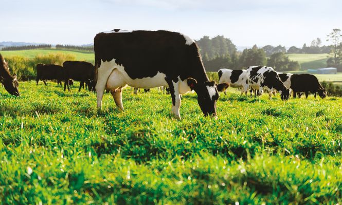 Lácteos: buenas noticias para los tamberos que esperan el buen momento del precio internacional se traslade a lo que reciben desde la industria por su materia prima.