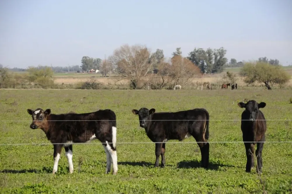 Desde terneros los novillos Holando tienen un cuidado especial, sobresaliendo el bienestar animal