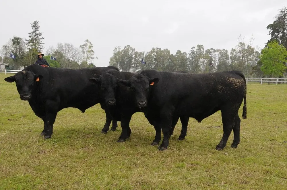 Genética de la raza Aberdeen Angus