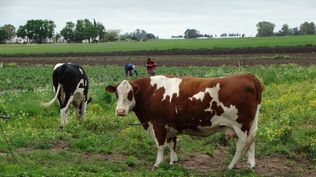 Colonización: los beneficiados son integrantes de familias que tienen sistemas productivos en diversos segmentos del agro.