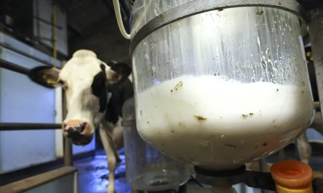 Producción de leche en Uruguay.