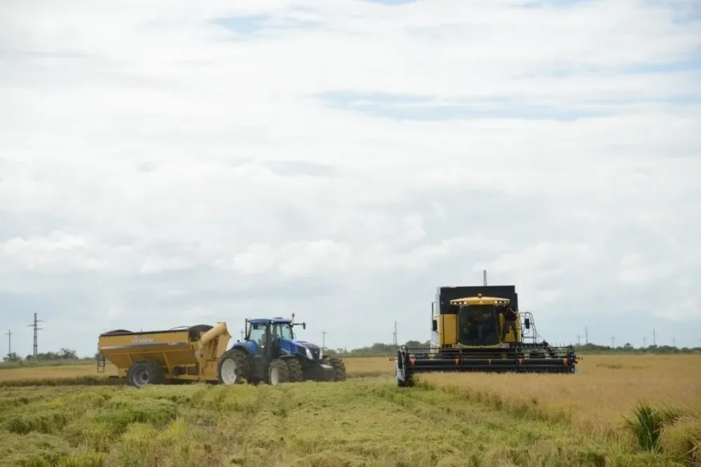 El precio definitivo de la zafra anterior fue de US$ 10,25 la bolsa de 50 kilos