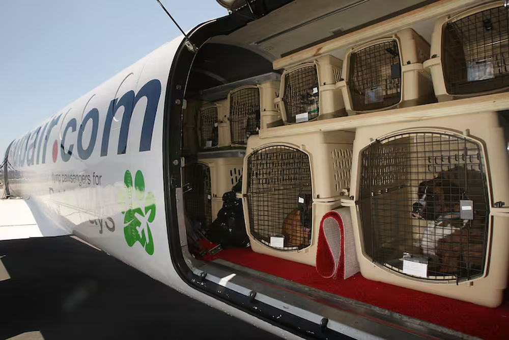 Traslado de mascotas en un avion