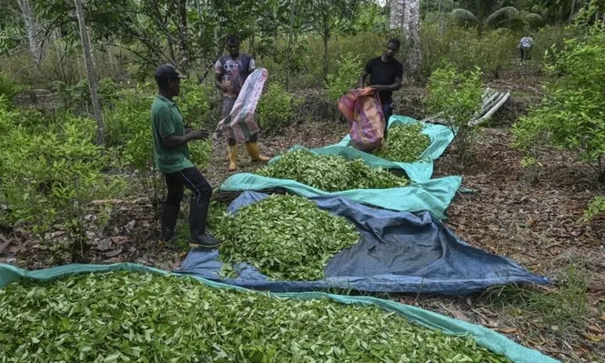 La economía sumergida atenta contra la gobernanza de los bosques tropicales del sudeste asiático, de África Occidental y las selvas de América Central y del Sur.