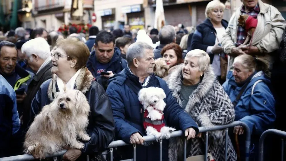 Las celebraciones de San Antón bajo la lupa por la nueva ley de bienestar animal.