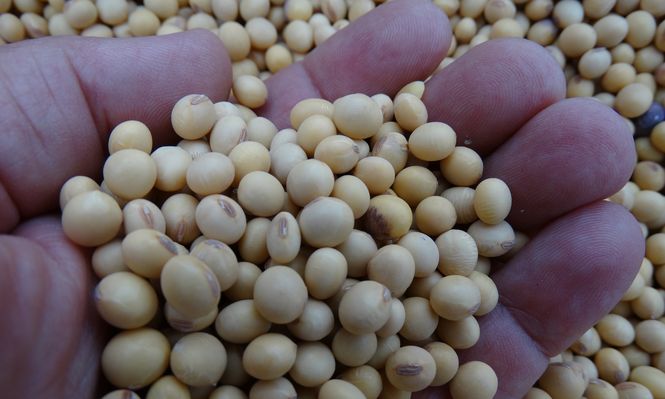 La soja fue el principal producto exportado en junio, con ventas por US$ 336 millones,