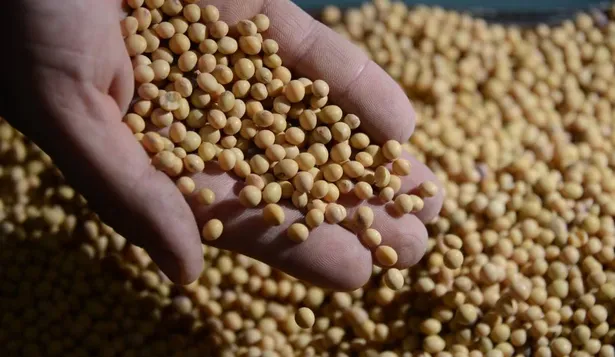 Los commodities que Uruguay exporta mantienen sus precios en caída