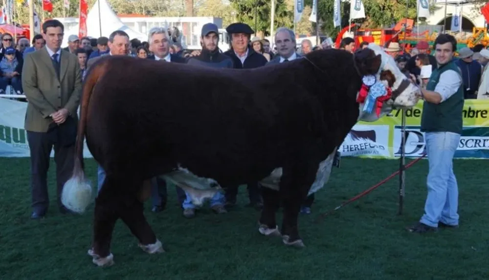 Kamikaze, Gran Campeón Polled Hereford de la Expo Prado 2014