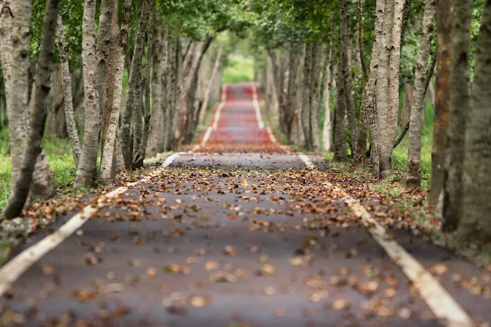 road-nature-trees-branches-38537.webp