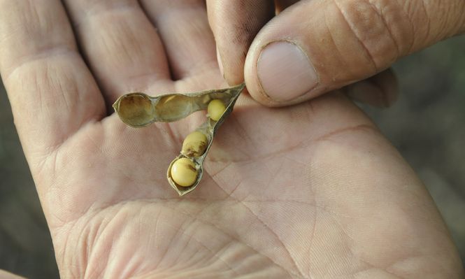 Soja: buena parte del grano se recoge con niveles de humedad elevados.