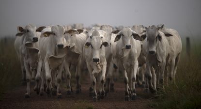 Brasil: un rebaño de ganado es conducido a pastos designados como parte de una maniobra técnica para reducir el área necesaria para los animales en la granja Marupiara ubicada en la ciudad de Tailandia, estado de Pará, Brasil.