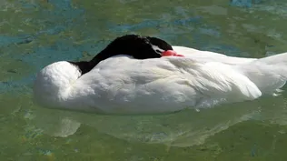 Cisne de cuello negro, ave silvestre, muy afectada por la gripe aviar en los casos de Uruguay.