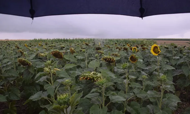 Lluvias sobre el área de ensayo con girasoles, esta semana en el predio de la Expoactiva Nacional.