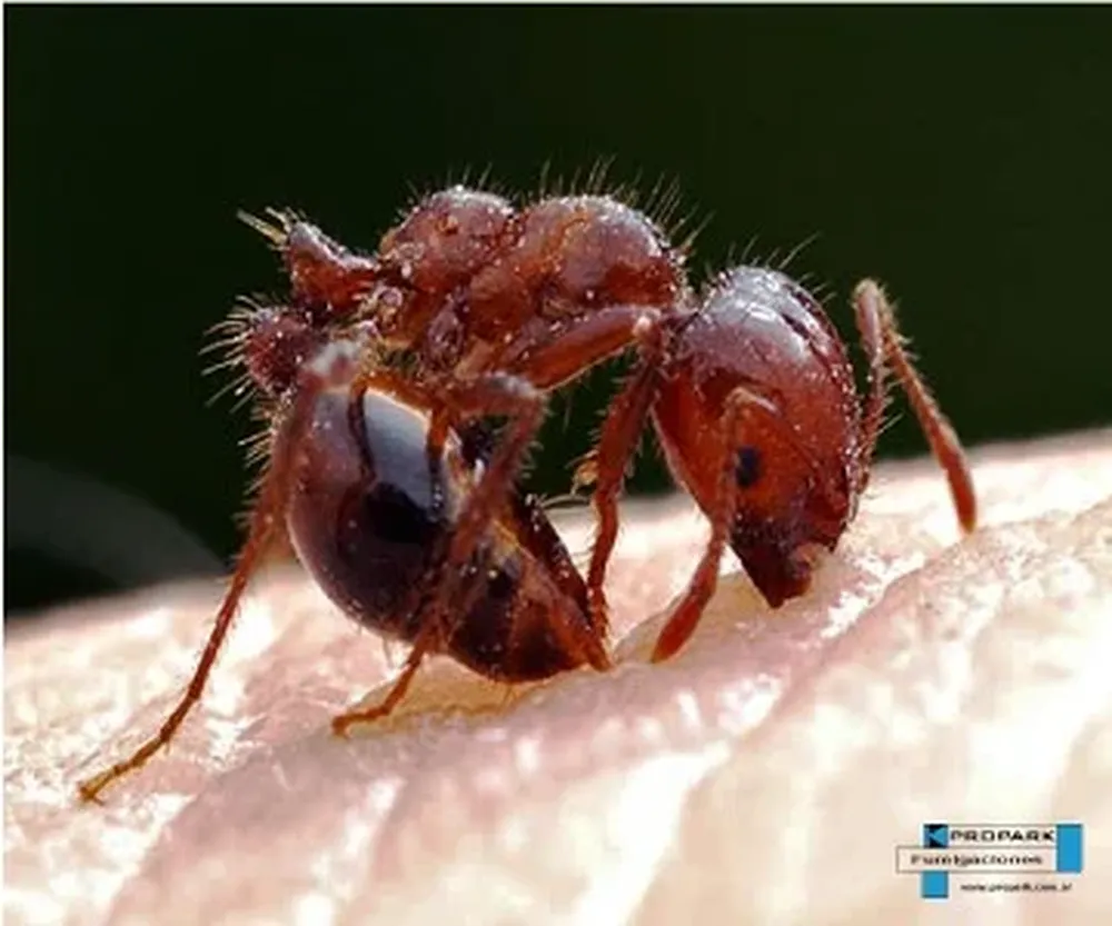 Hormiga roja de fuego
