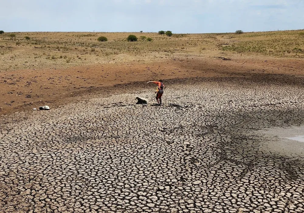 En Artigas comenzó a morir ganado debido a la falta de agua y alimento en los campos.