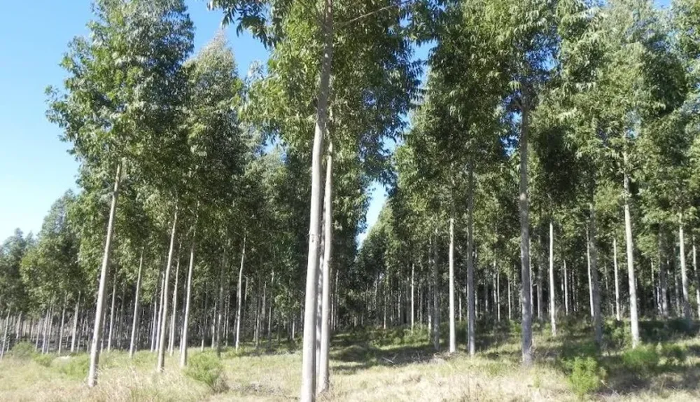 Las tareas de podas y raleos generan madera clear