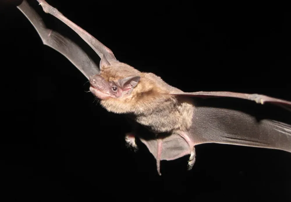 Espécimen de Molossops temminckii