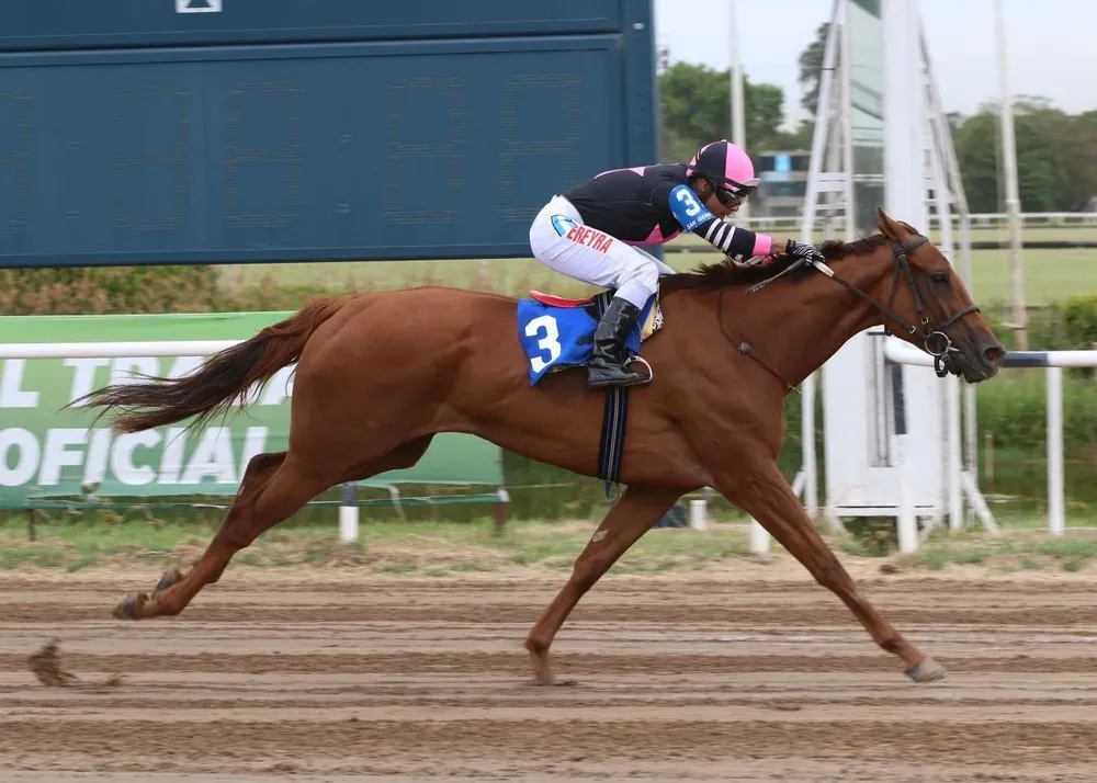 Querían exportar un caballo de carrera pero la Aduana se lo impidió por su precio irrisorio