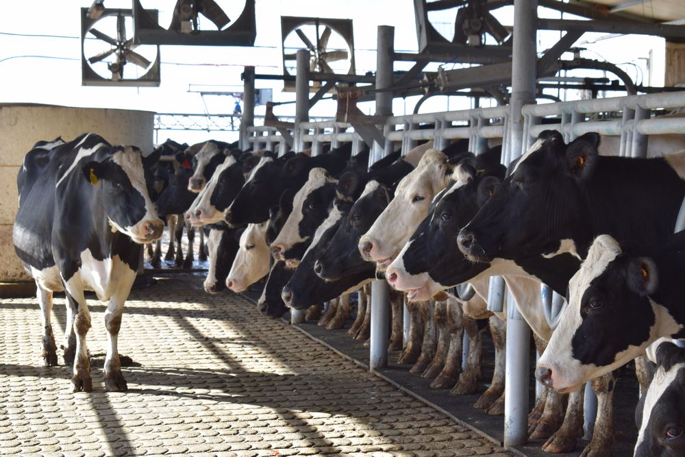 Tamberos: es fundamental saber qué produce cada vaca para tomar las decisiones adecuadas al conformar el rodeo.