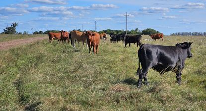 El Observador | GmHqQTPWkAA7jo1.jfif