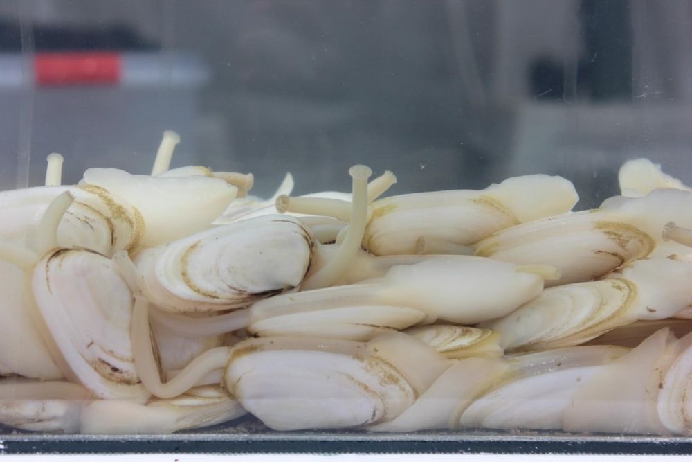Almejas amarillas.