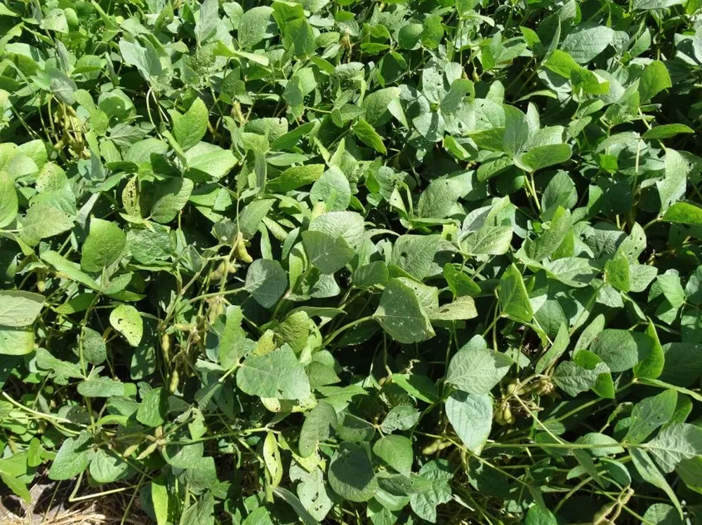 Detectar la enfermedad a simple vista es prácticamente imposible.