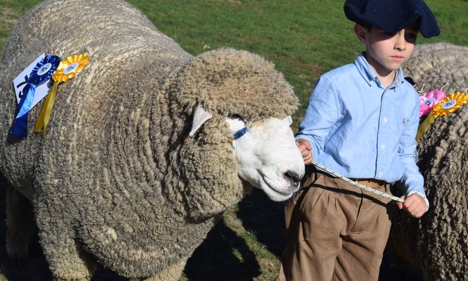 Rural del Prado: Juan Aparicio, el cabañerito que cautivó en la pista de la emblemática Corriedale.