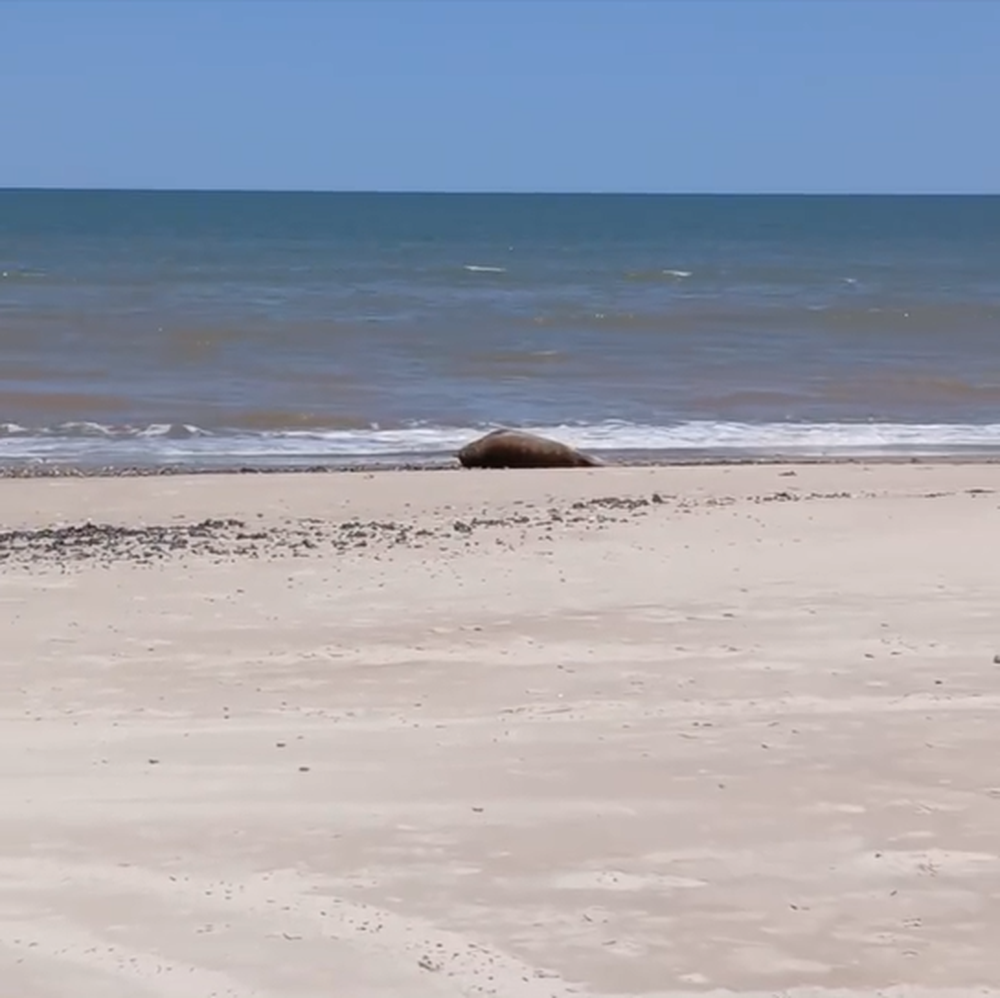 Elefanta marina﻿ en Canelones