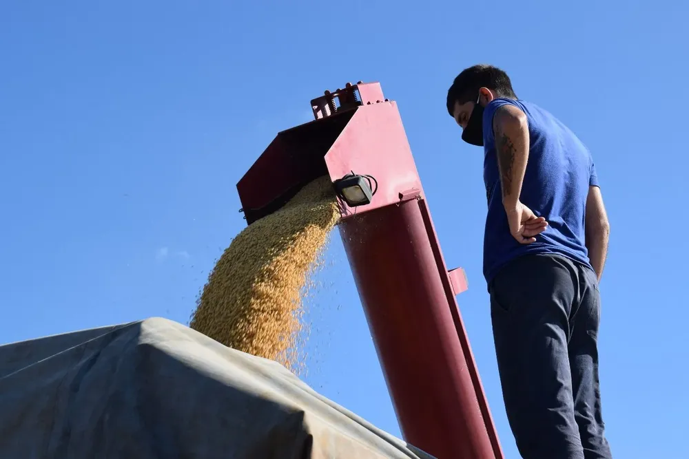 La soja sigue siendo, por muy lejos, el grano de verano más producido en el país.