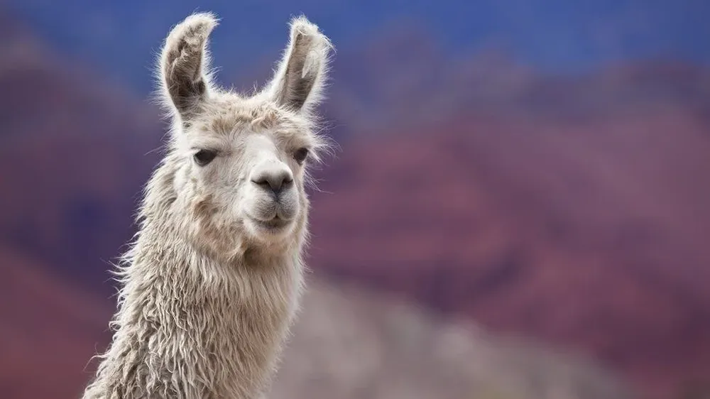 La llama tiene anticuerpos mucho más pequeños que los de los humanos.