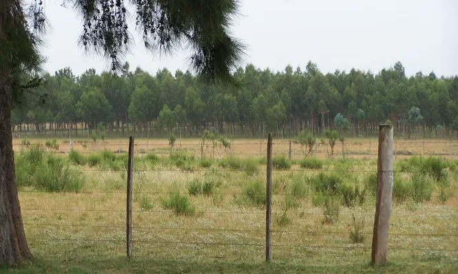 Campo forestado. (Archivo)