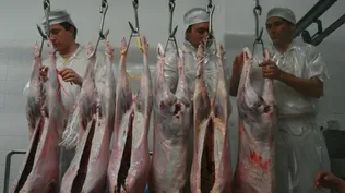 Carne ovina, un producto muy valioso para el productor, con destino al consumo predial, al abasto interno y a la exportación.