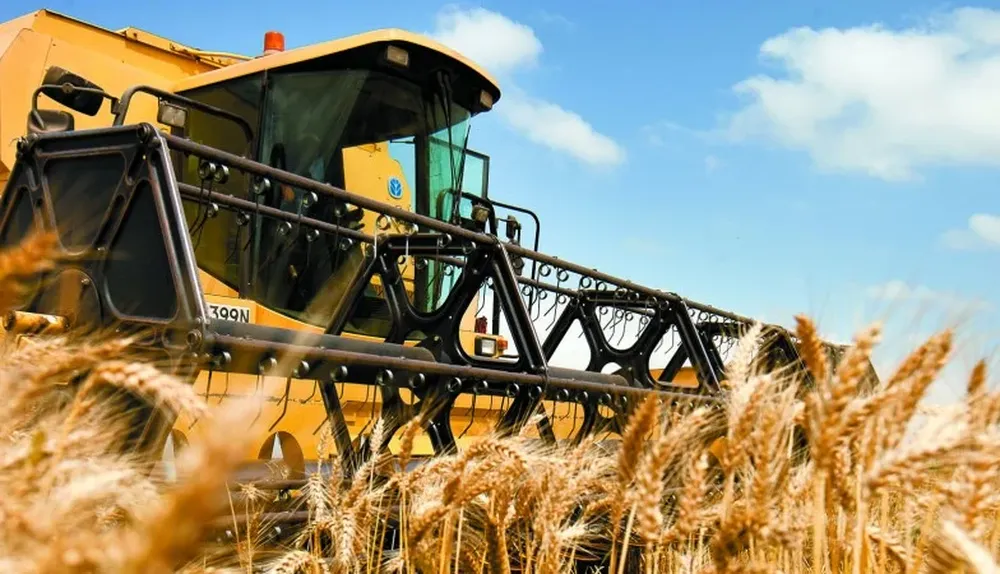 El trigo rendirá menos en esta zafra de cultivos de invierno