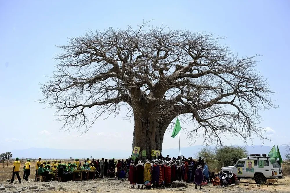 Baobab de Tanzania