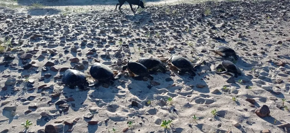 Algunos de los ejemplares encontrados en Playa Verde.