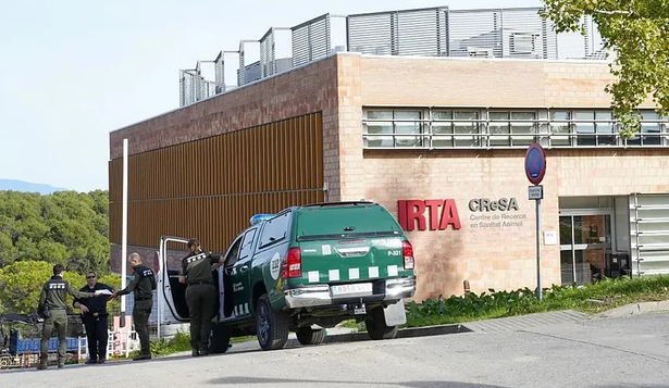 La Guardia Civil ingresa al laboratorio señalado como el origen del brote de peste porcina en Cataluña-