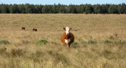 El Observador | 1701390729101.webp
