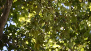 La pelusa del plátano: una plaga que trae alergias
