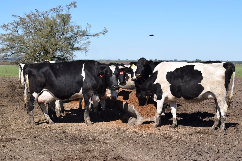 Tamberos: acostumbrados a eneros calientes y desafiantes para sus manejos productivos.