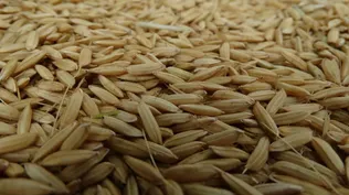 En la última zafra se cosecharon 9.250 kilos por hectárea.ilos por hectárea.