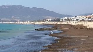 Estado actual de la la playa de Tarifa debido a las algas. @PAAOLAFG